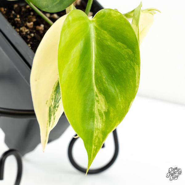 Philodendron Hederaceum Albo Variegated Heartleaf (wk6-L)