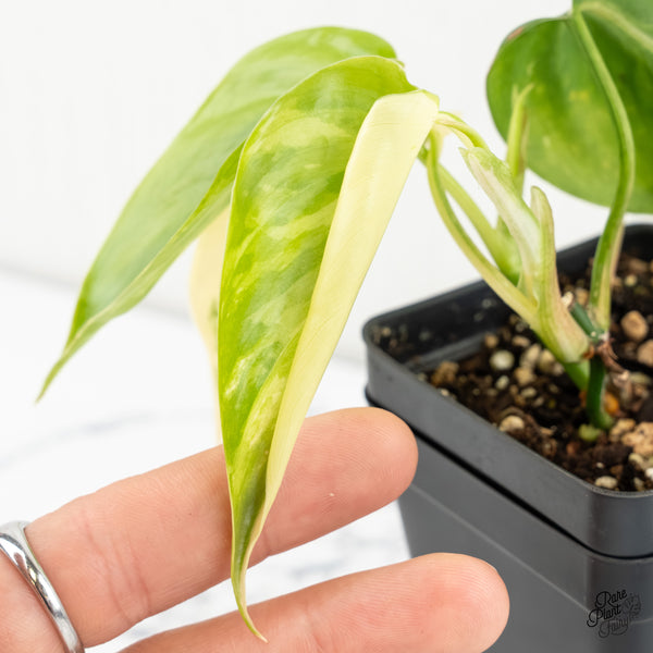 Philodendron Hederaceum Albo Variegated Heartleaf (wk6-L)