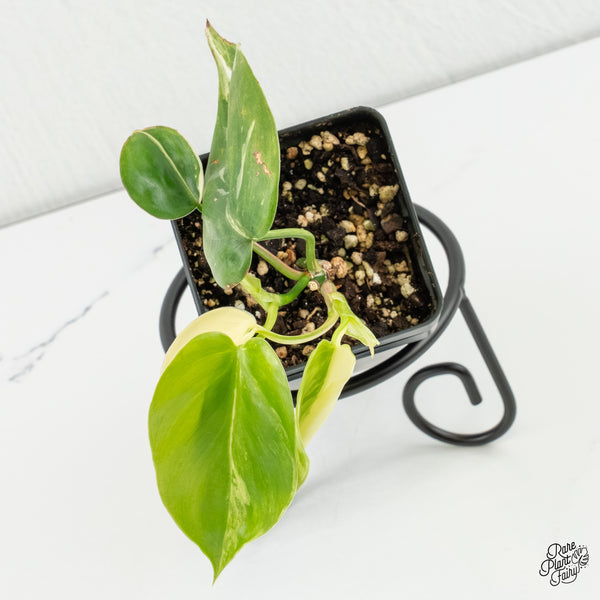 Philodendron Hederaceum Albo Variegated Heartleaf (wk6-L)