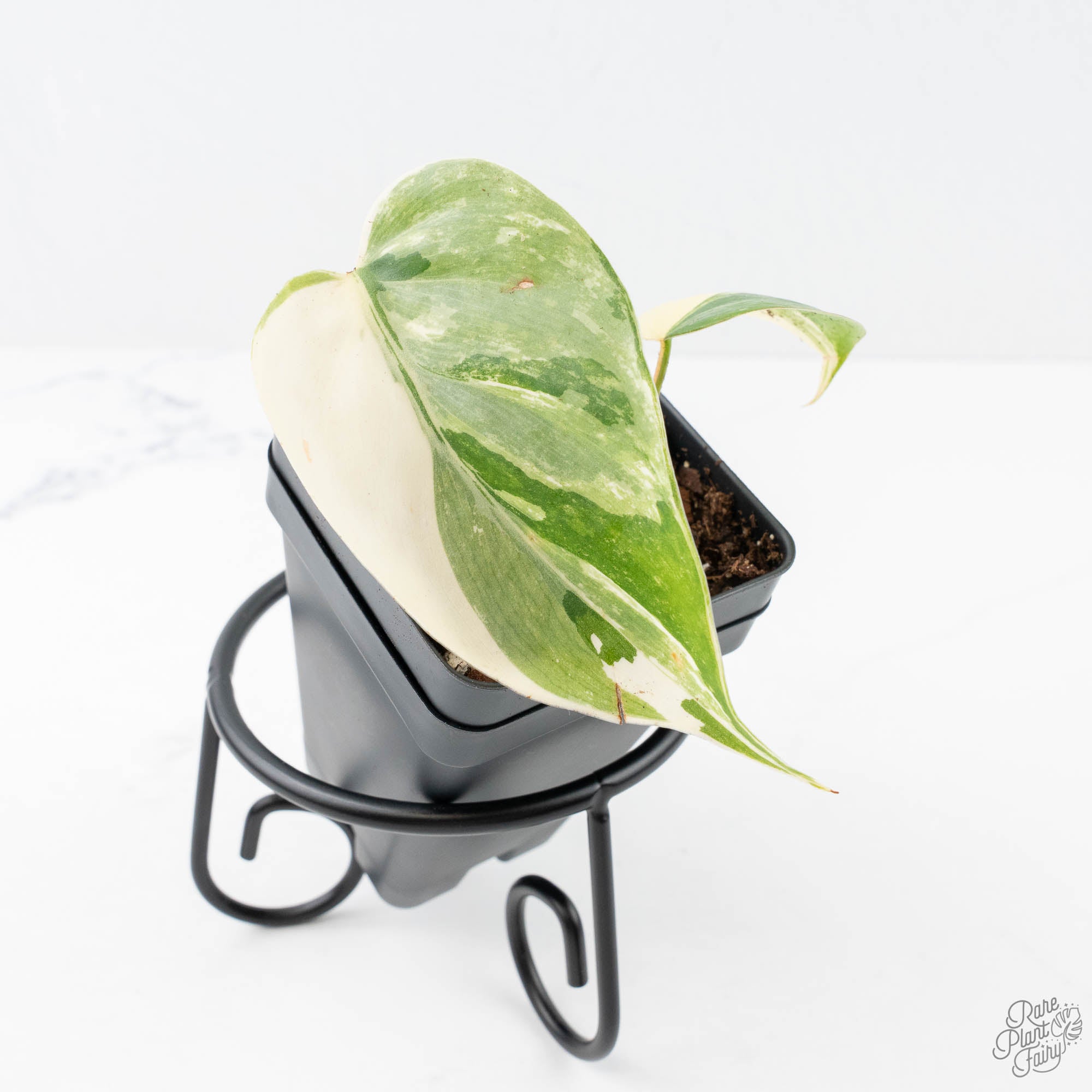 philodendron variegated hederaceum Philodendron Hederaceum Albo Variegated "Heartleaf" (wk21-J) – Rare Plant Fairy