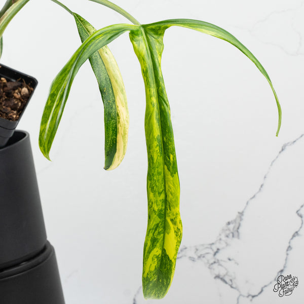 Philodendron Holtonianum Variegated (wk50-M)