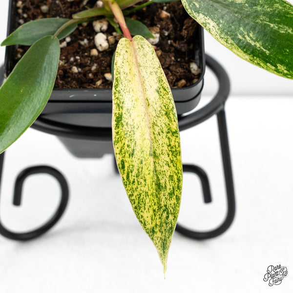 Philodendron 'Joepii' Variegated (wk48-G)