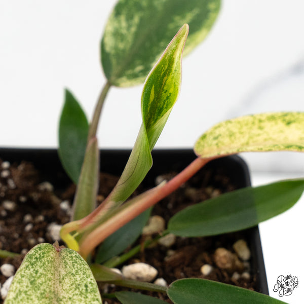 Philodendron 'Joepii' Variegated (wk48-G)