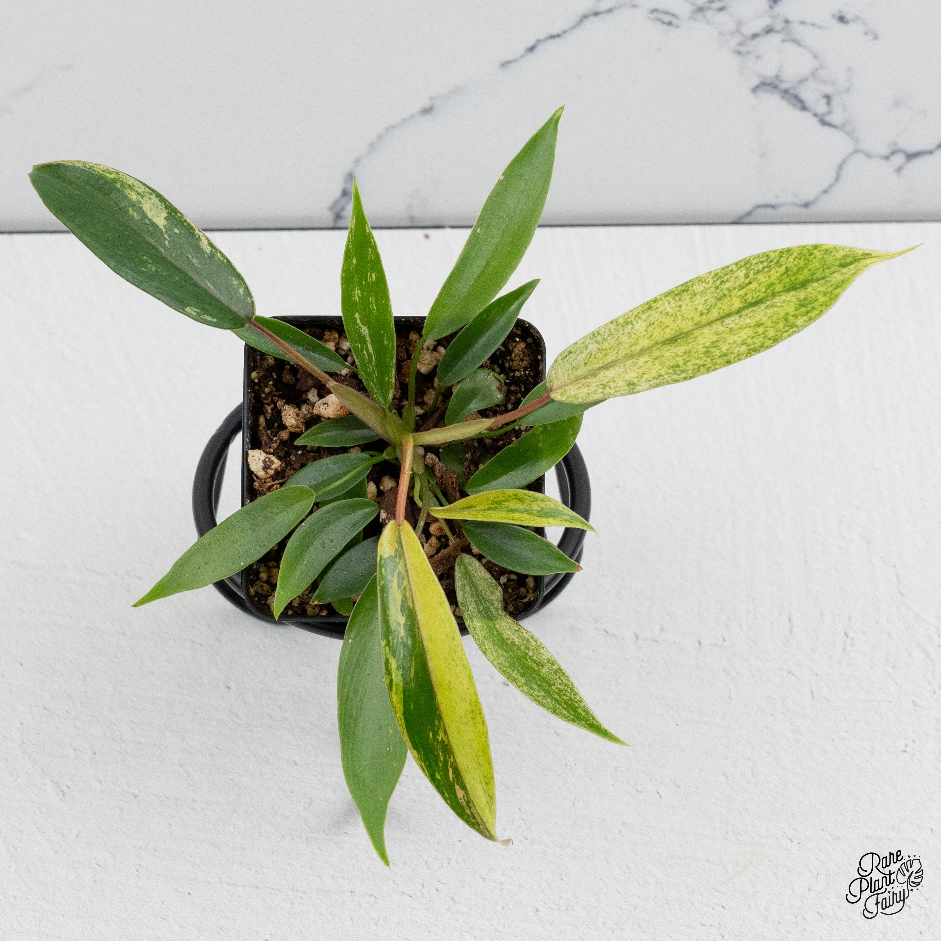 little phil philodendron variegated Philodendron Joepii variegated *Grower's Choice*