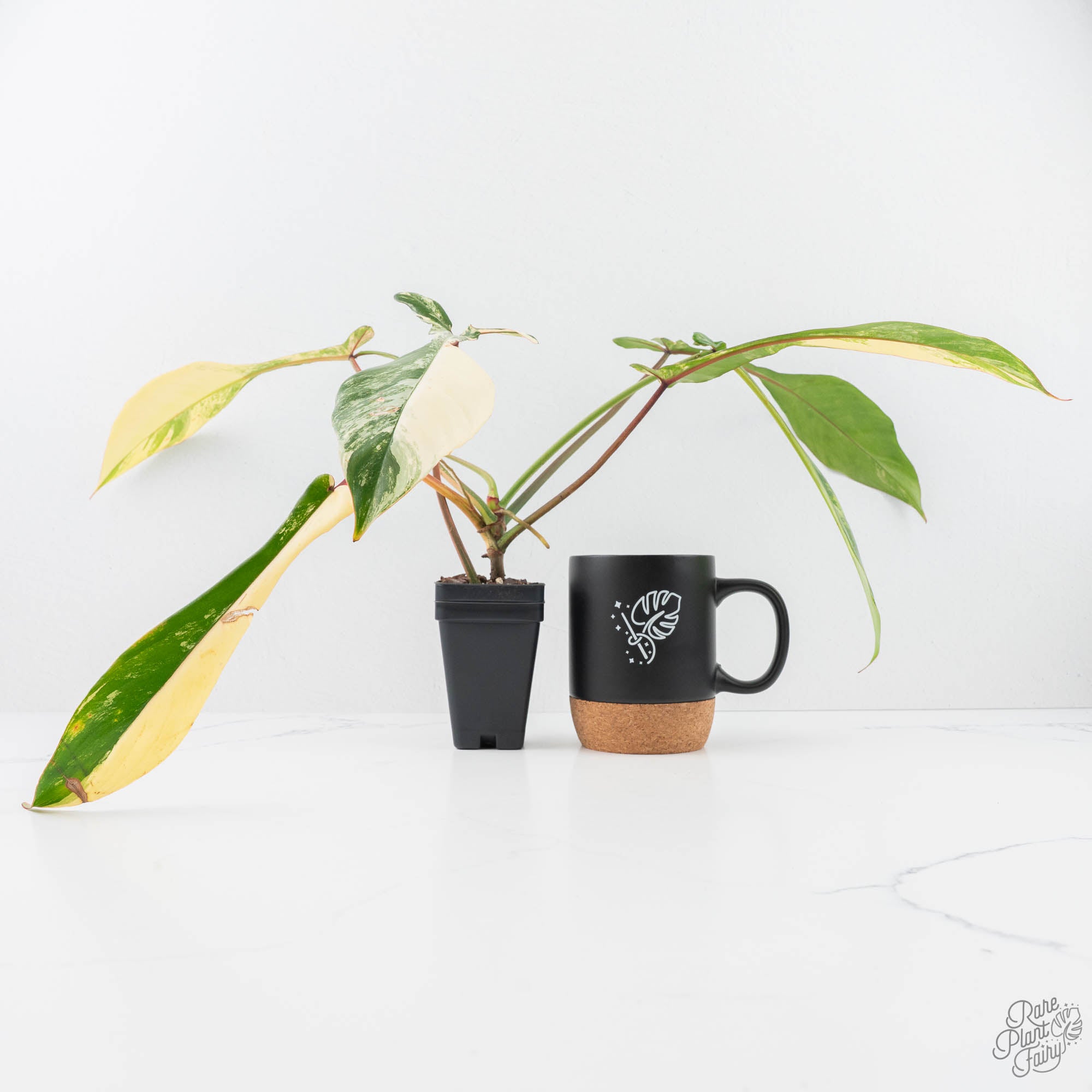 philodendron joepii Philodendron 'Joepii' Variegated (wk20-A)