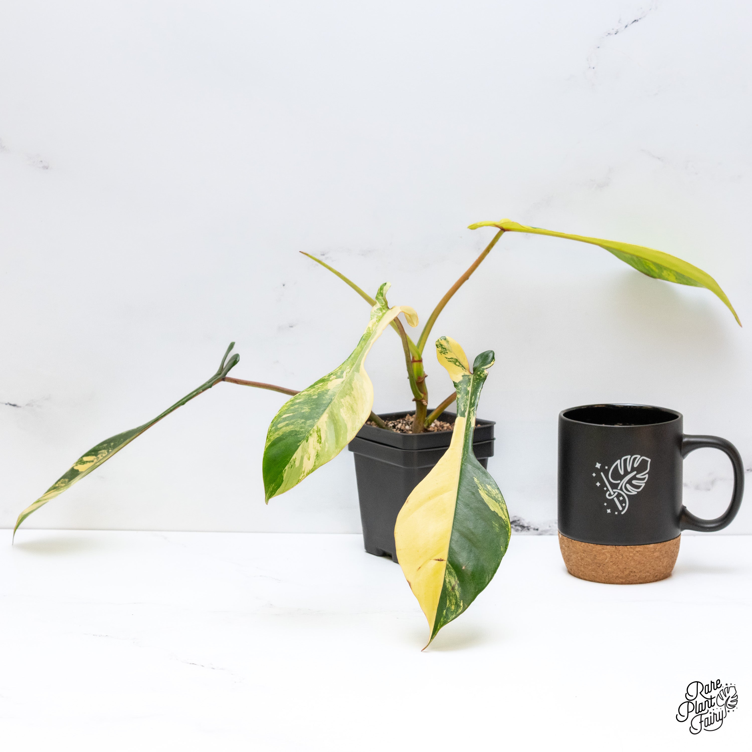 Philodendron Joepii Variegated (wk41-F) – Rare Plant Fairy