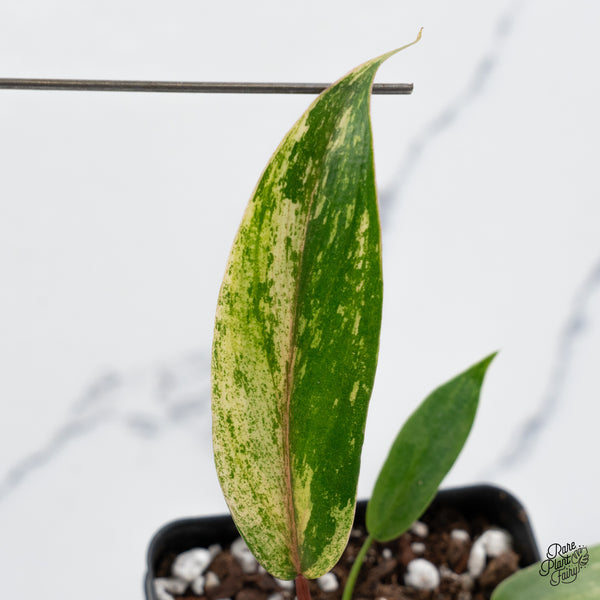 Philodendron 'Joepii' Variegated (wk44-C)