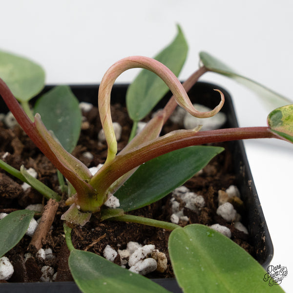 Philodendron 'Joepii' Variegated (wk44-C)