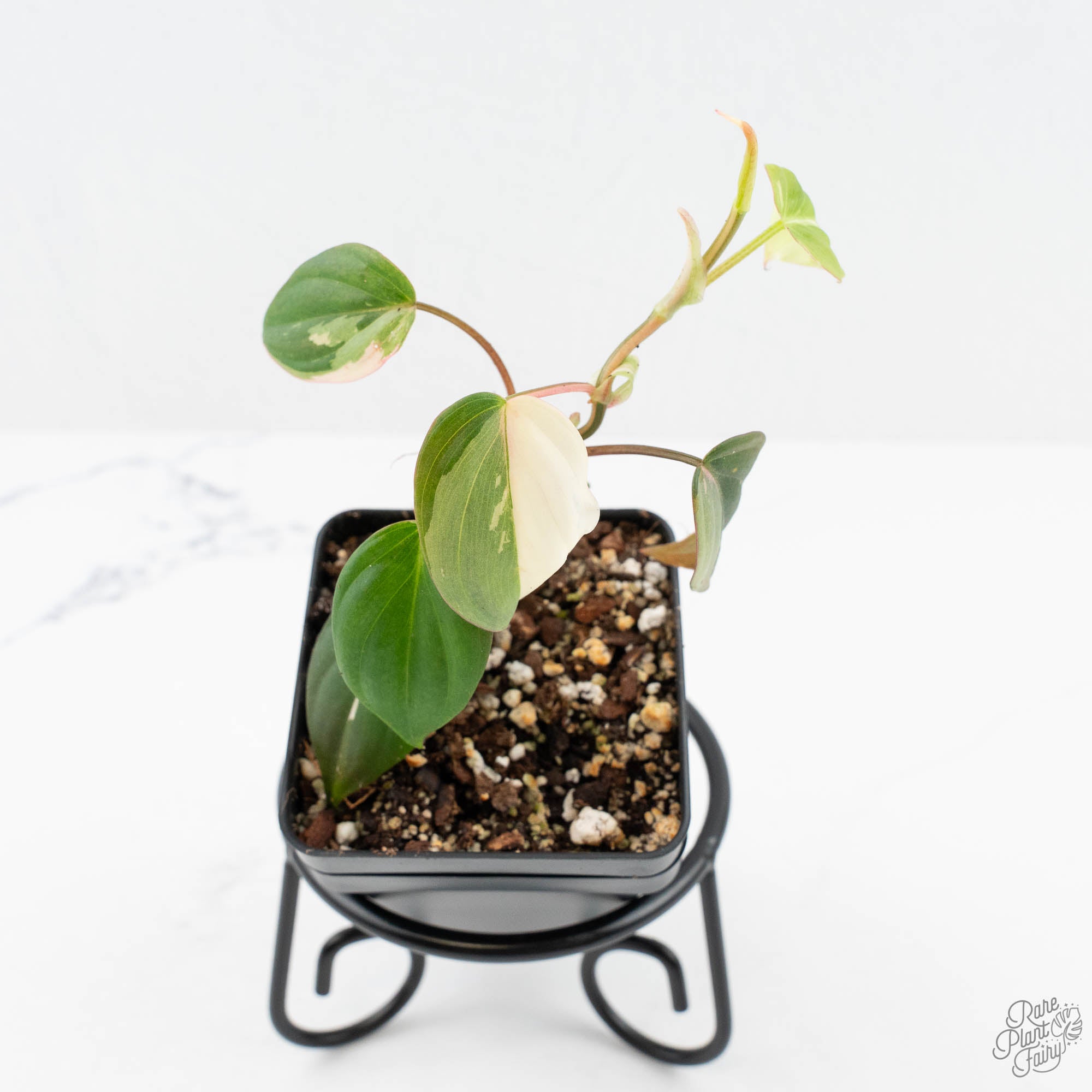 philodendron micans variegated pink Philodendron Micans Albo/Pink Variegated (wk19-C)
