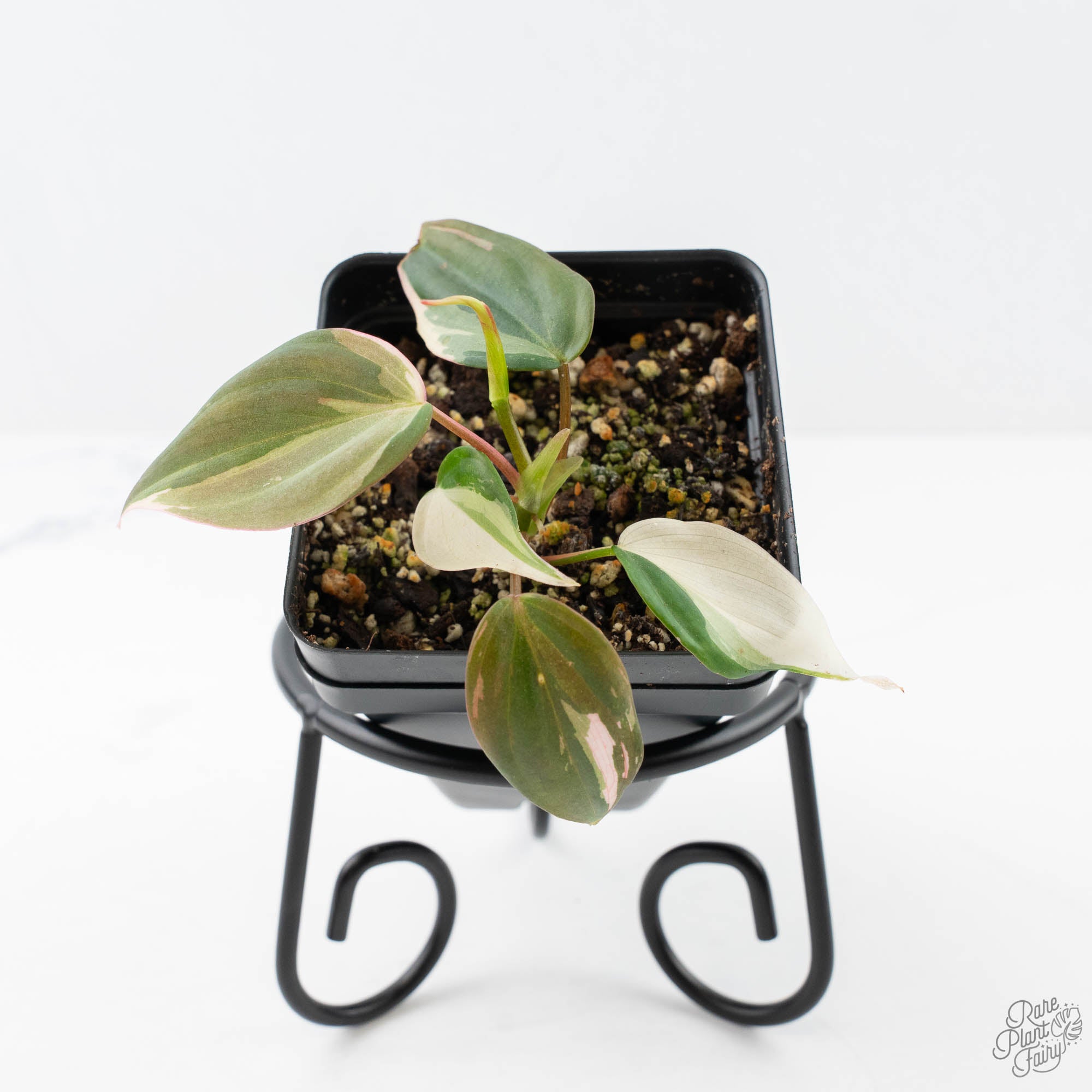 is philodendron micans rare Philodendron Micans Albo/Pink Variegated (wk21-A)