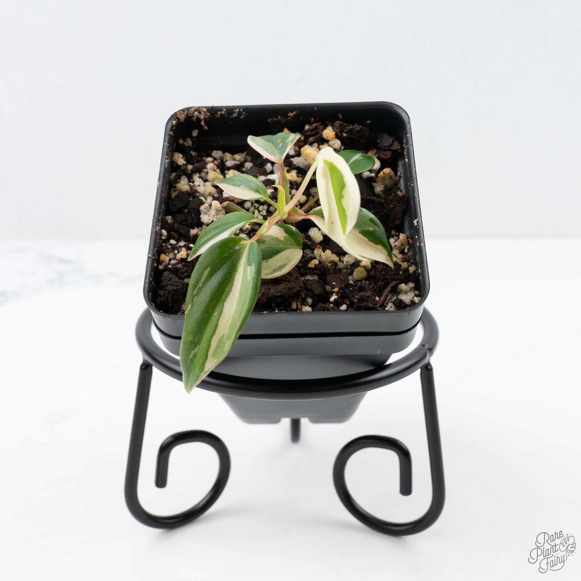 philodendron micans pink Philodendron Micans Albo/Pink Variegated (wk22-F) – Rare Plant Fairy