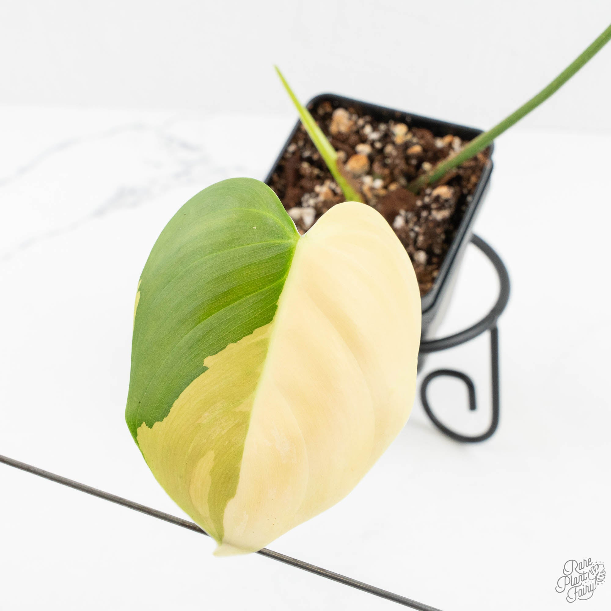 philodendron oxapapense Philodendron Oxapapense Variegated aka Philodendron sp. Tropicals (w
