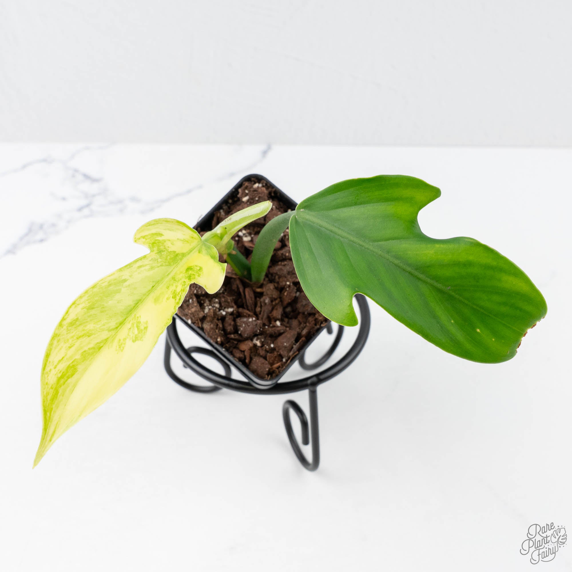 panduriforme philodendron Philodendron Panduriforme Variegated (wk21-UA)