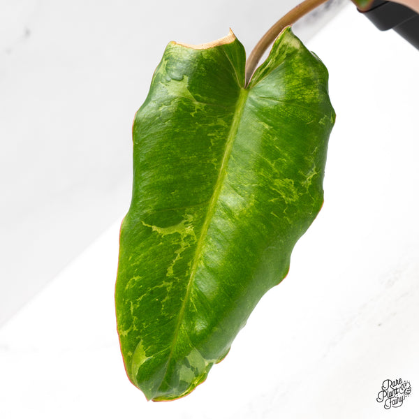 Philodendron 'Paraiso Verde' Albo Variegated (wk45-H)