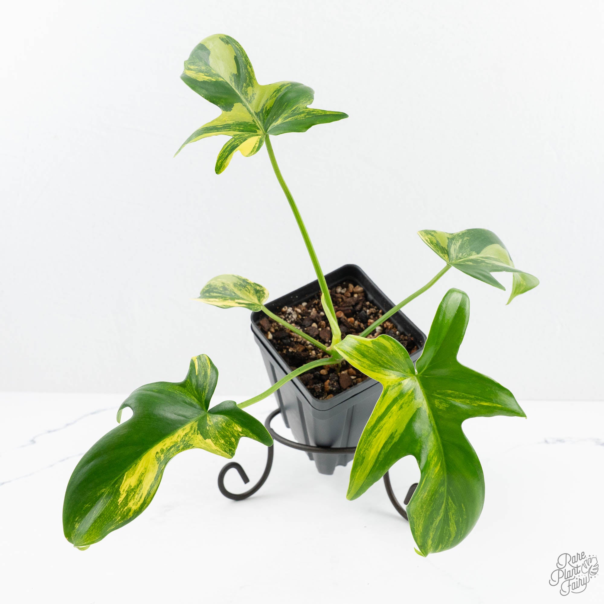 philodendron pedatum variegated Philodendron 'Pedatum' Variegated (wk19-G) – Rare Plant Fairy