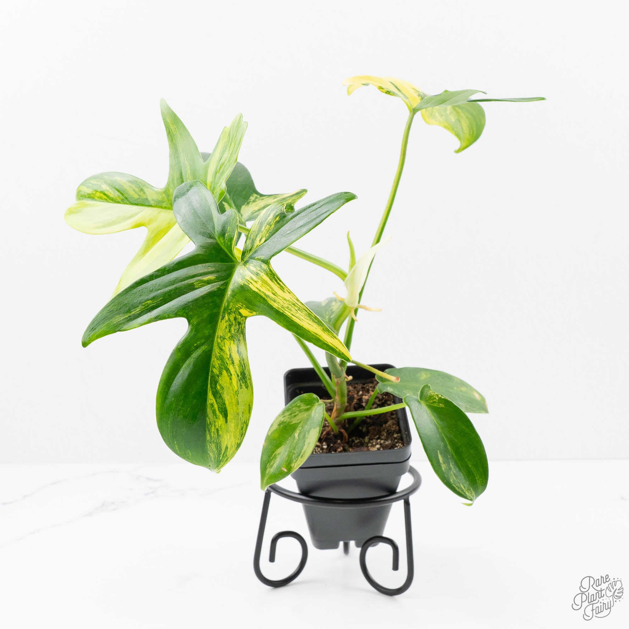 variegated philodendron pedatum Philodendron 'Pedatum' Variegated (wk22-I) – Rare Plant Fairy