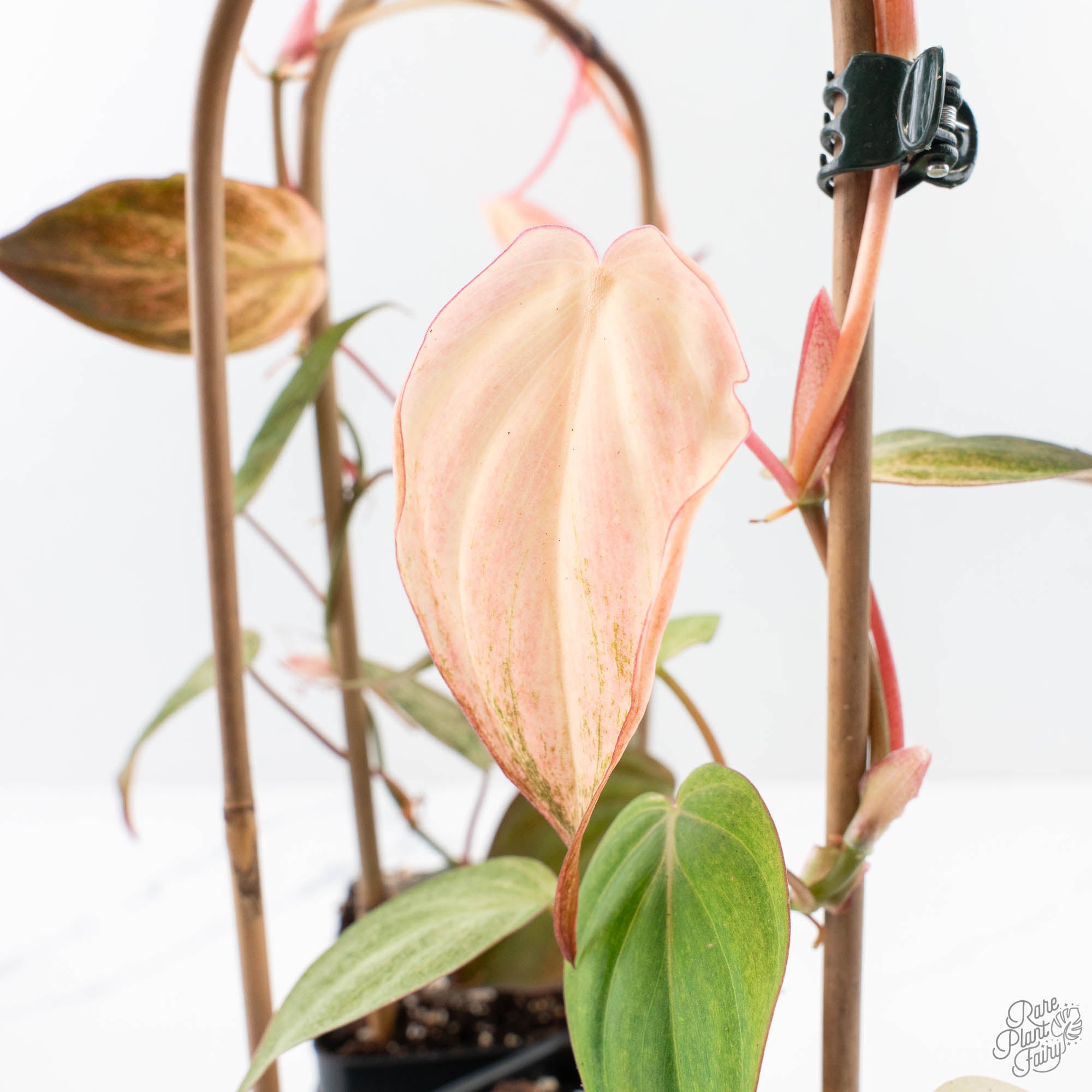 Philodendron micans pink mint variegated *Grower's Choice* – Rare