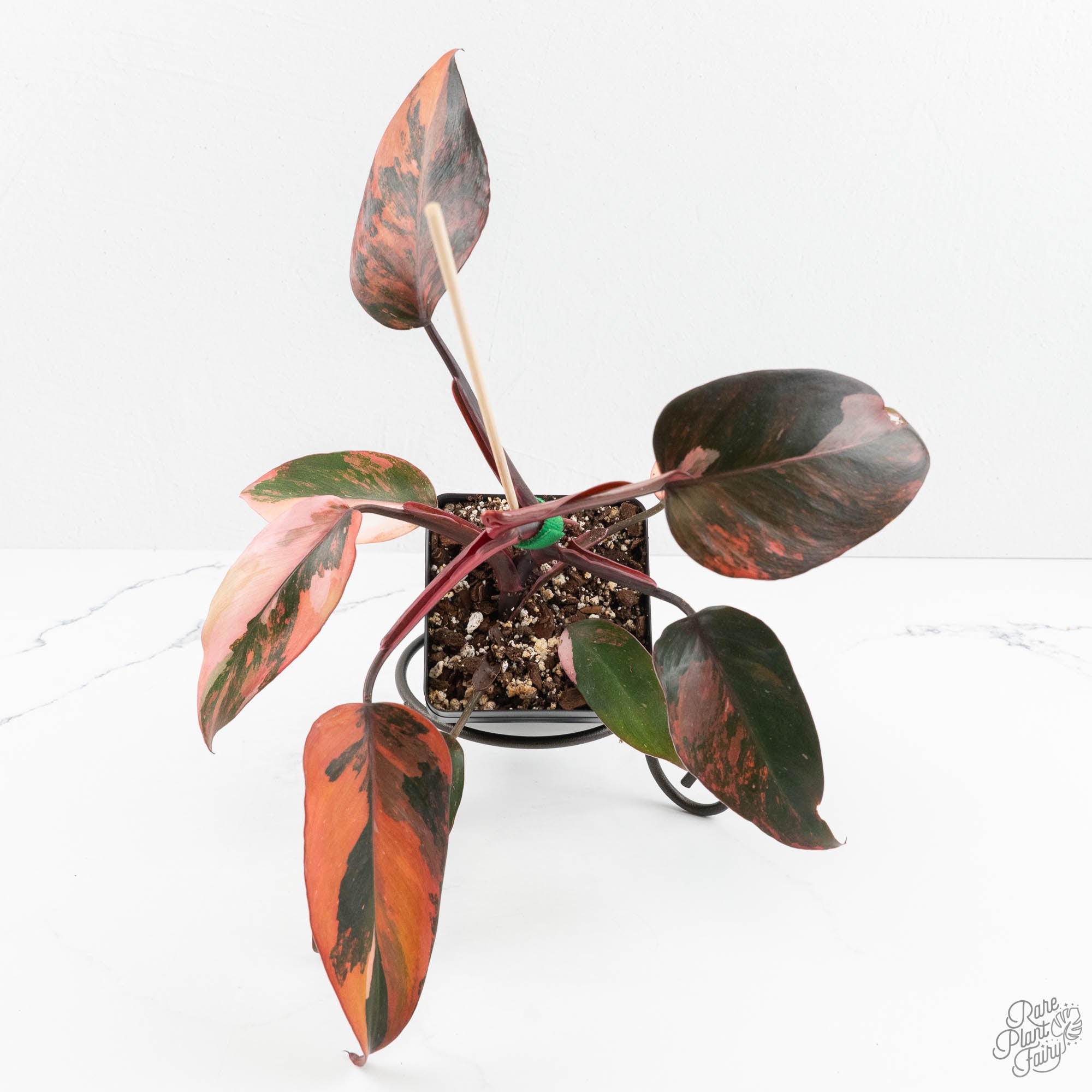 faux philodendron plant Philodendron 'Princess of Fire' (wk18-K)