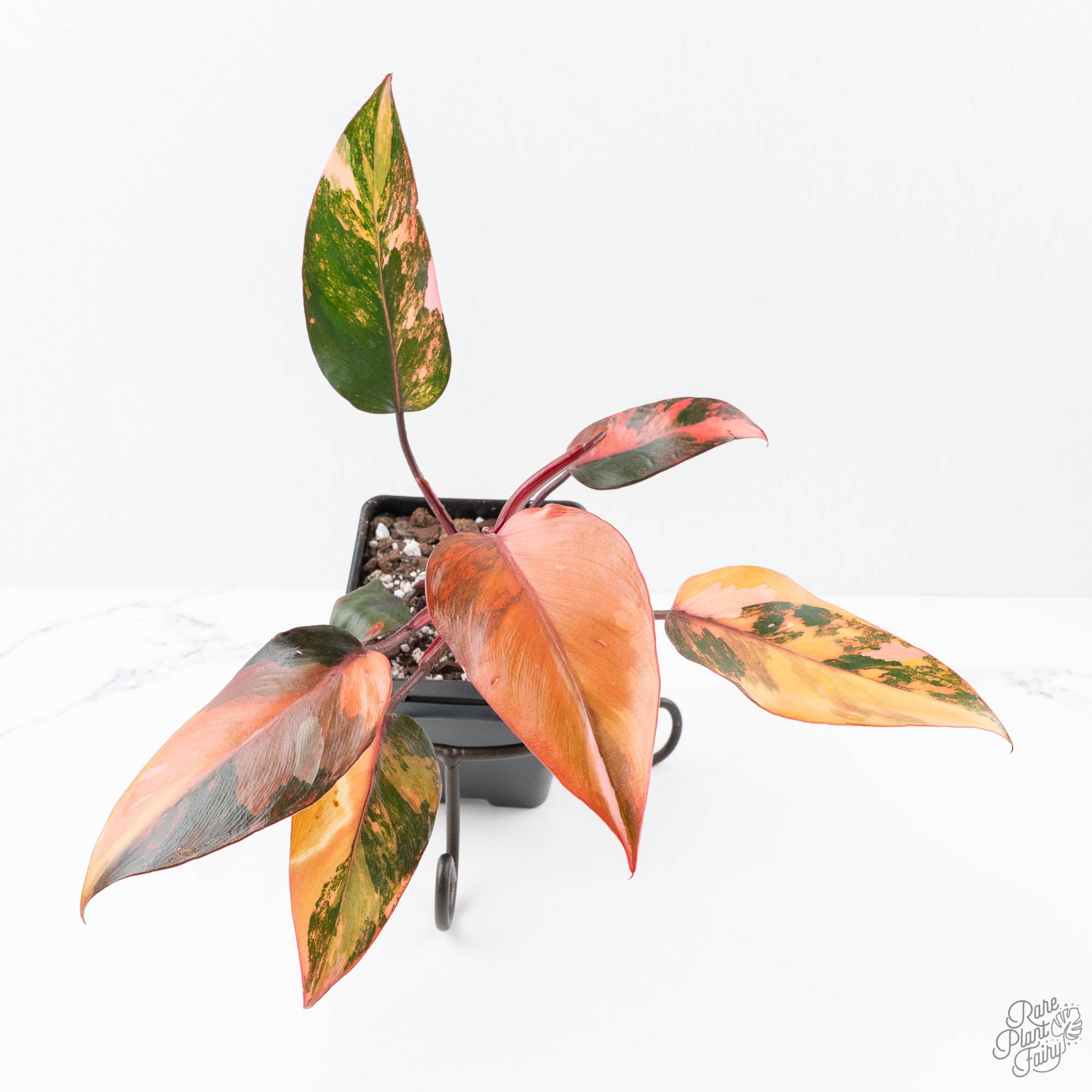 philodendron princess of fire Philodendron 'Princess of Fire' (wk21-UK)