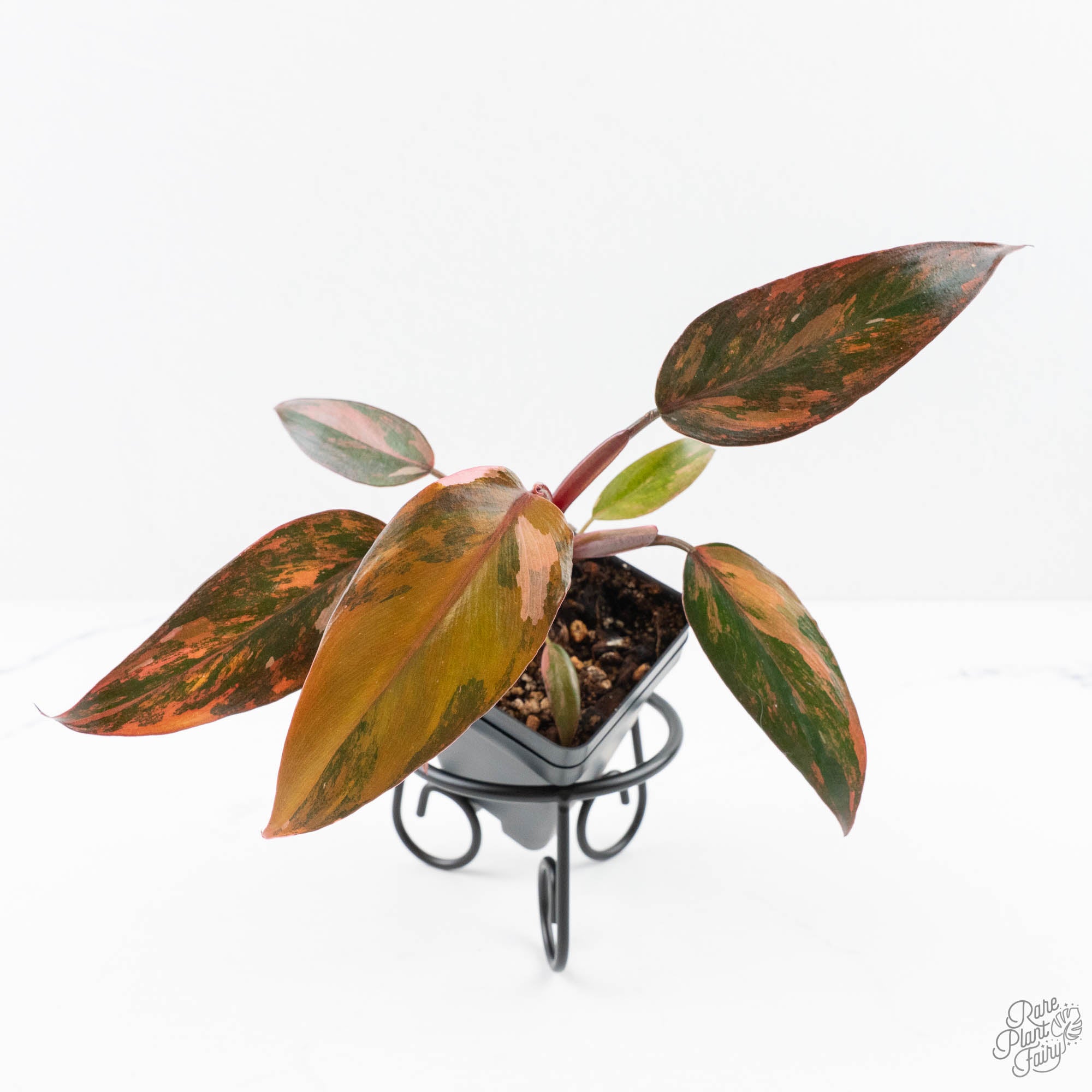 princess of fire philodendron Philodendron 'Princess of Fire' (wk24-D) – Rare Plant Fairy