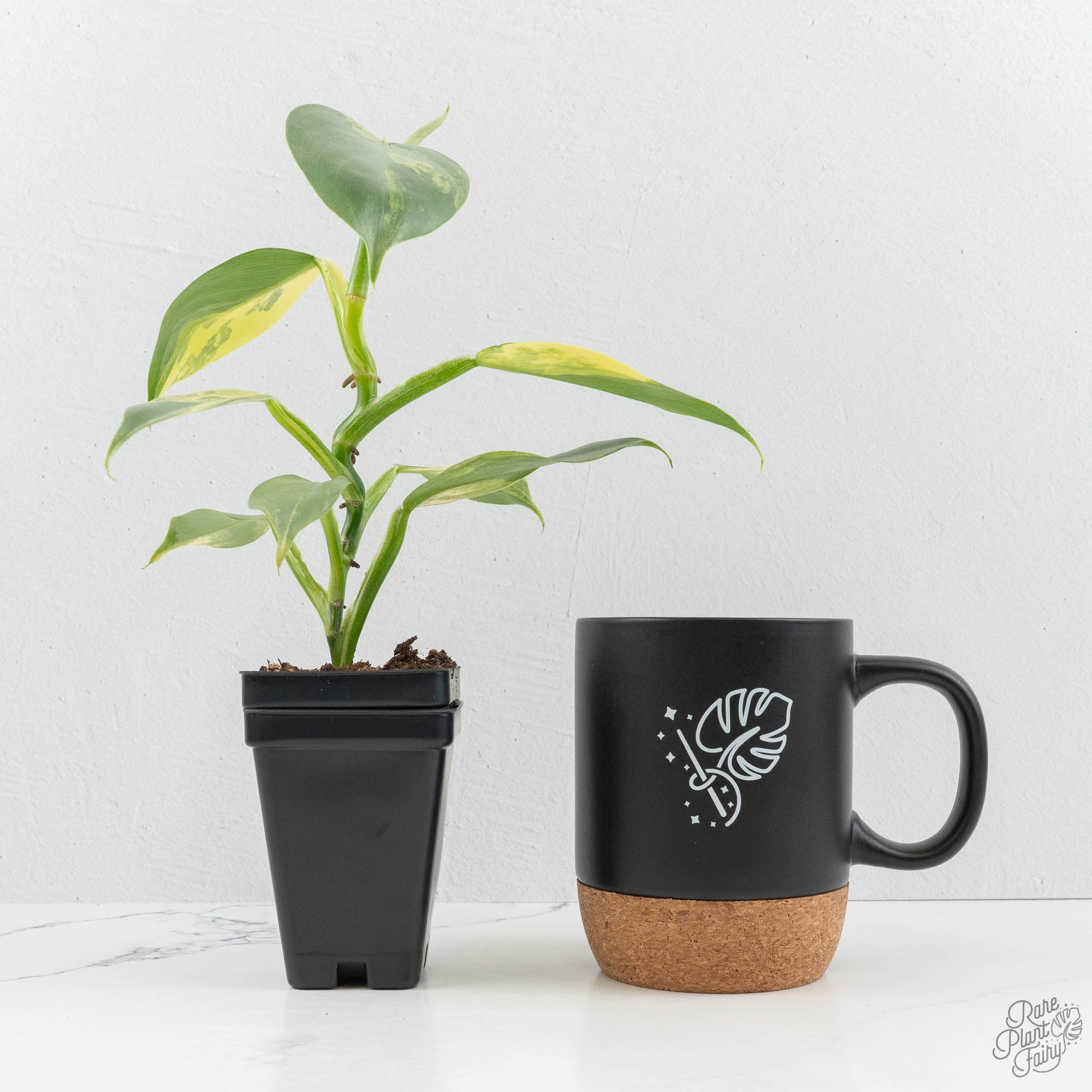 Philodendron 'Silver Sword' Variegated (wk15-F) – Rare Plant Fairy