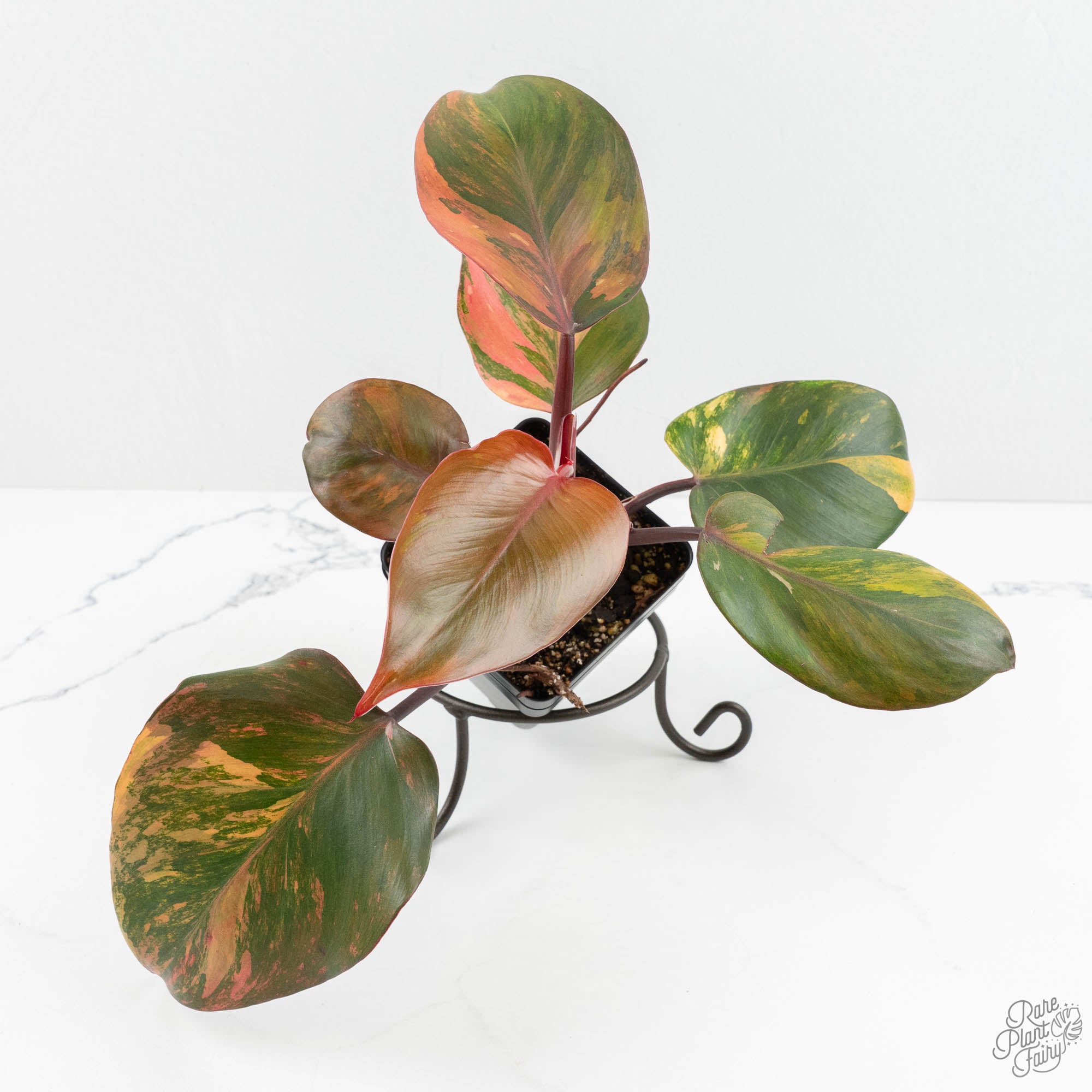 philodendron erubescens light of zartha Philodendron Erubescens 'Skittles' ('White Knight Quadricolor') (wk18- – Rare Plant Fairy