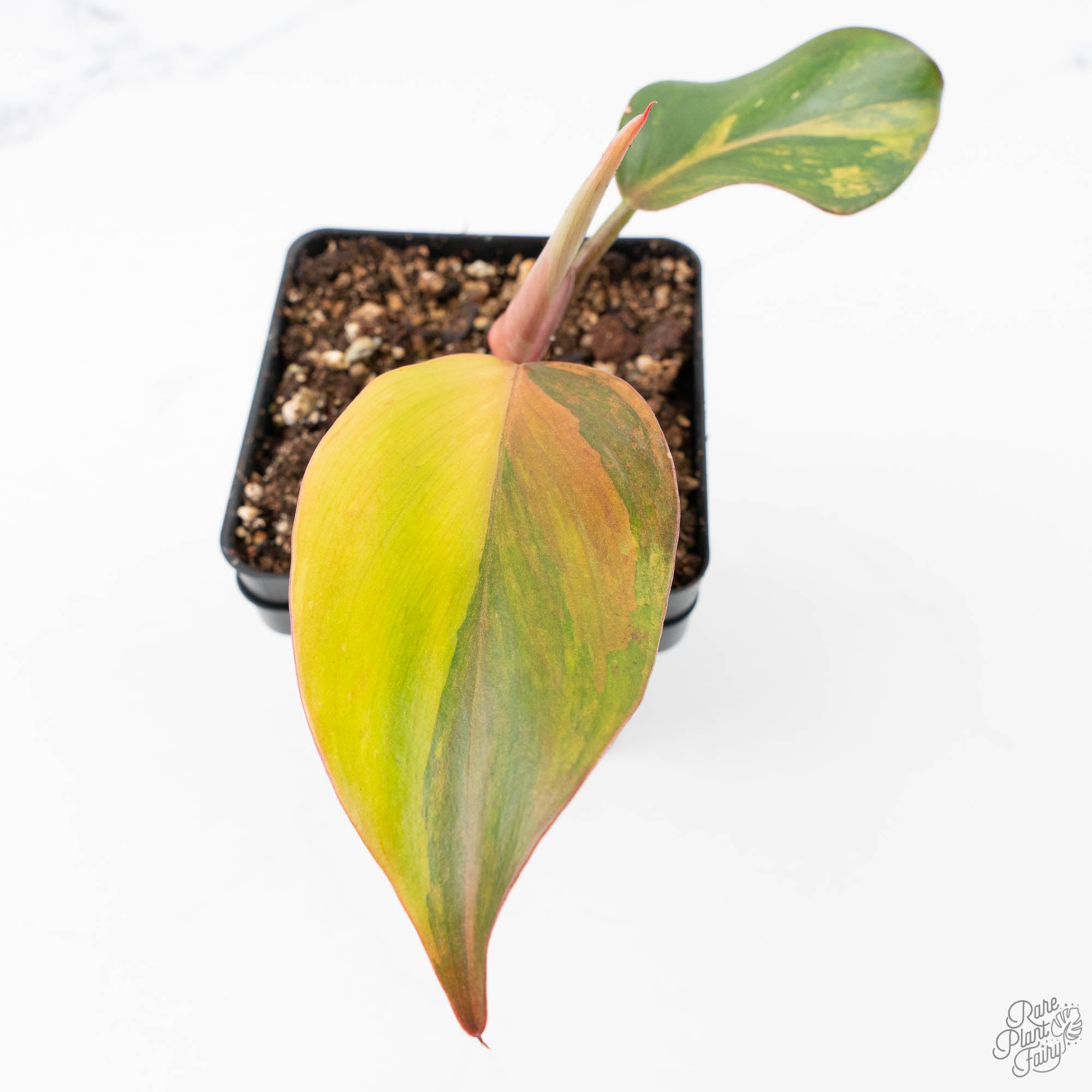 white knight philodendron rare Philodendron Erubescens 'Skittles' ('White Knight Quadricolor') (wk21-UH)