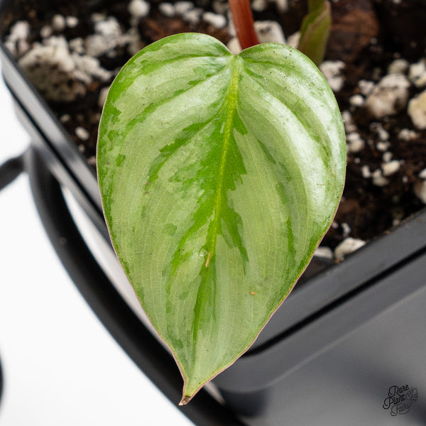 Philodendron Sodiroi Albo Variegated (wk46-D)
