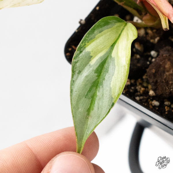 Philodendron Sodiroi Albo Variegated (wk48-UQ)