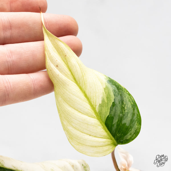 Philodendron Sodiroi Albo Variegated (wk48-UQ)