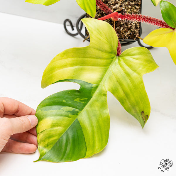 Philodendron Squamiferum Variegated (wk47-UC)