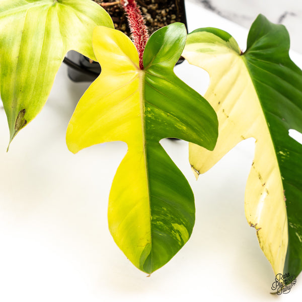 Philodendron Squamiferum Variegated (wk47-UC)