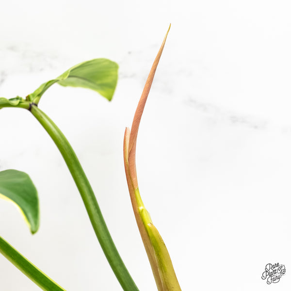 Philodendron Tripartitum Variegated (wk5-UJ)