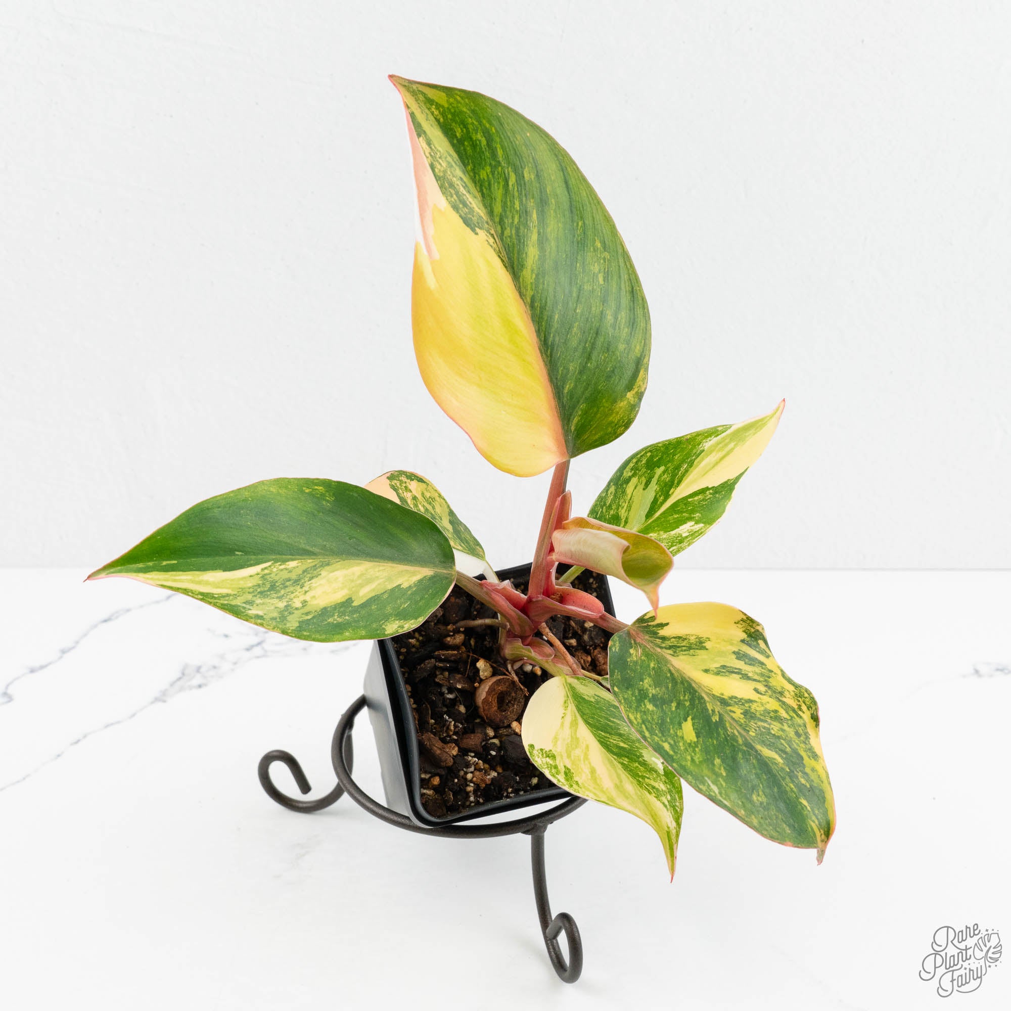 white knight philodendron price Philodendron Erubescens 'White Knight Aurea' (wk18-H)