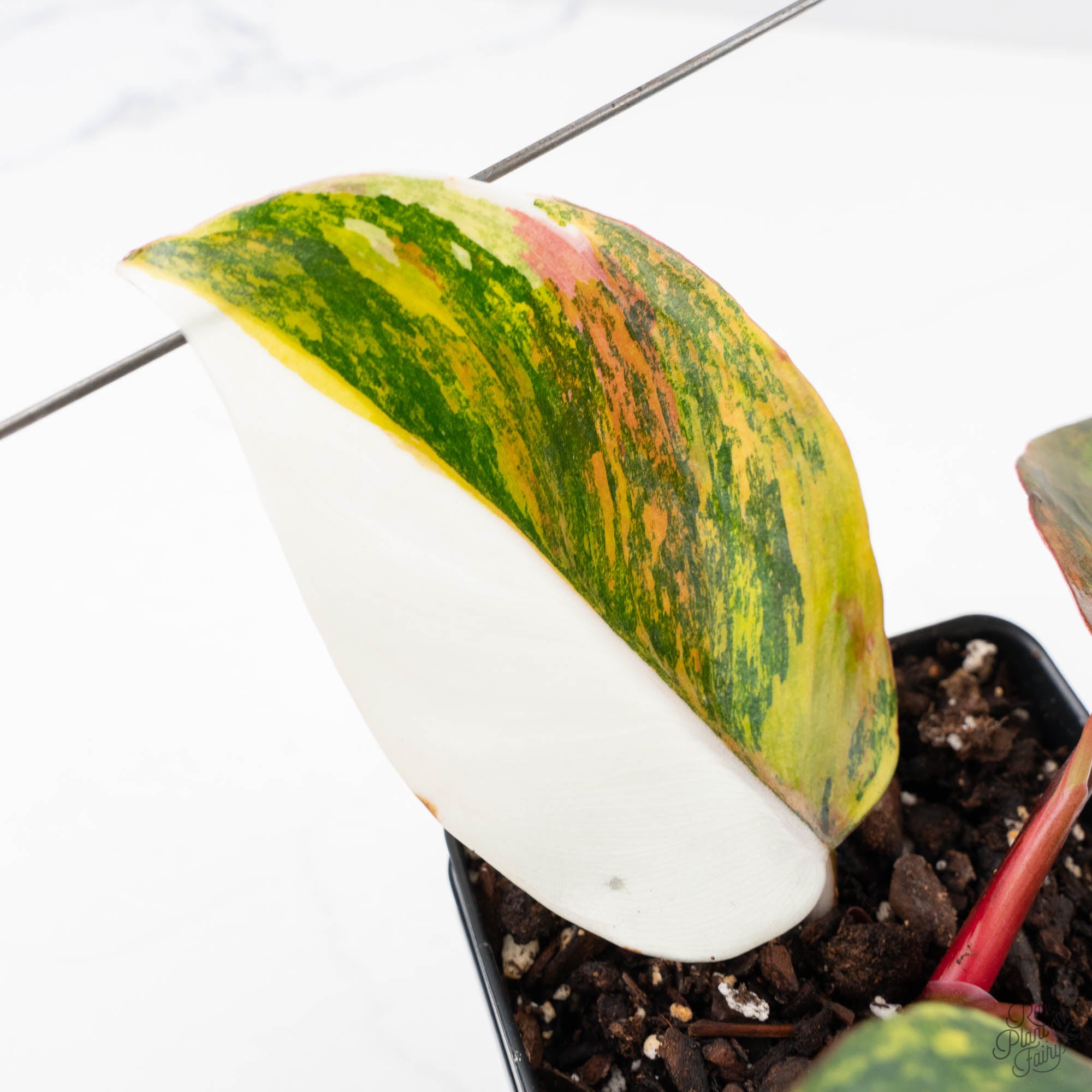 philodendron erubescens & 39 Philodendron Erubescens 'White Knight Aurea' (wk22-M) – Rare Plant Fairy