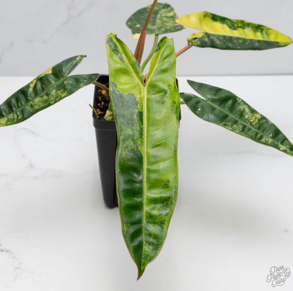 Philodendron 'Billietiae' Variegated (wk10-I)