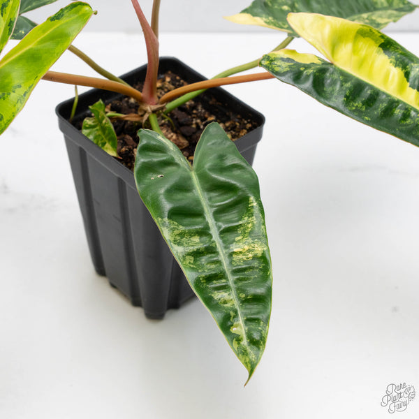 Philodendron 'Billietiae' Variegated (wk10-I)