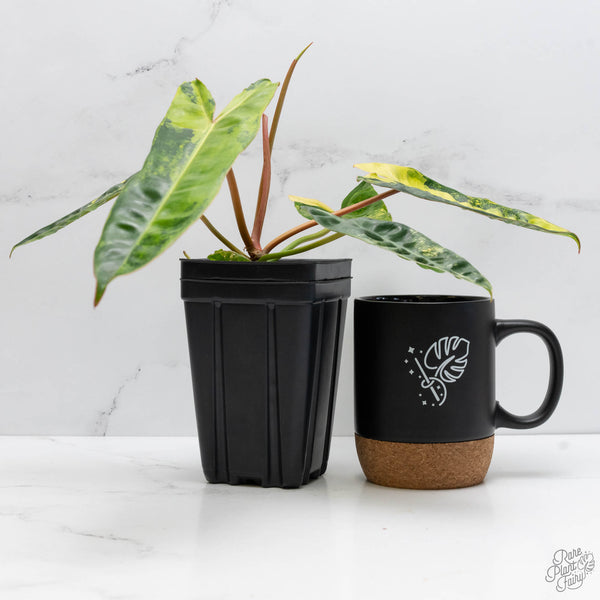 Philodendron 'Billietiae' Variegated (wk10-I)