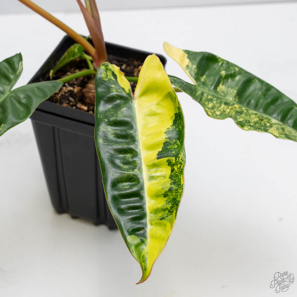 Philodendron 'Billietiae' Variegated (wk10-I)