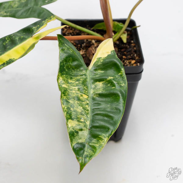 Philodendron 'Billietiae' Variegated (wk10-I)