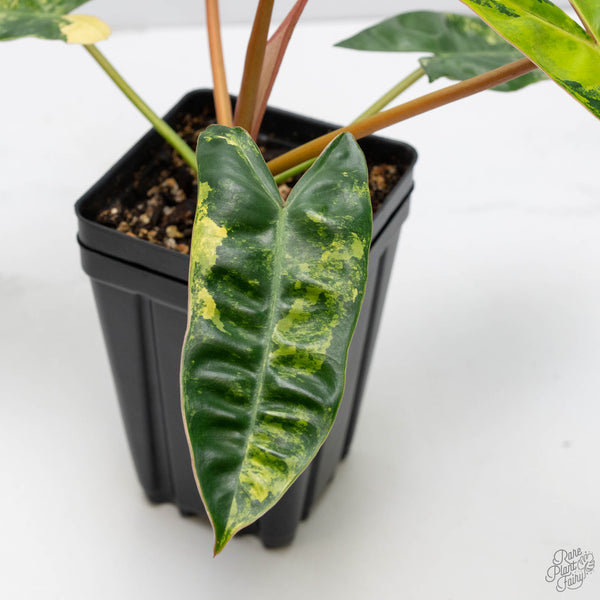 Philodendron 'Billietiae' Variegated (wk10-I)