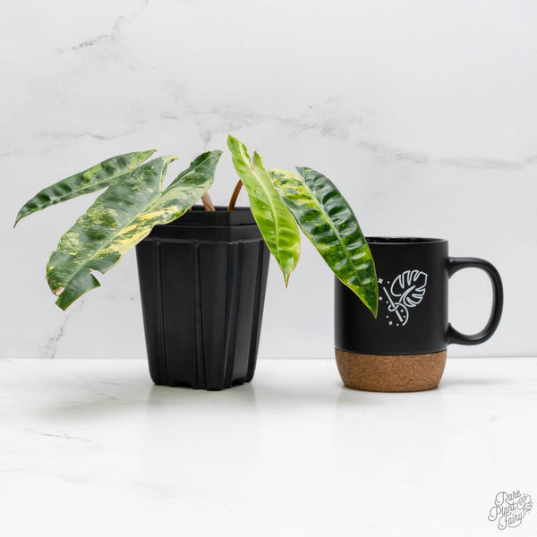 Philodendron 'Billietiae' Variegated (wk10-J)