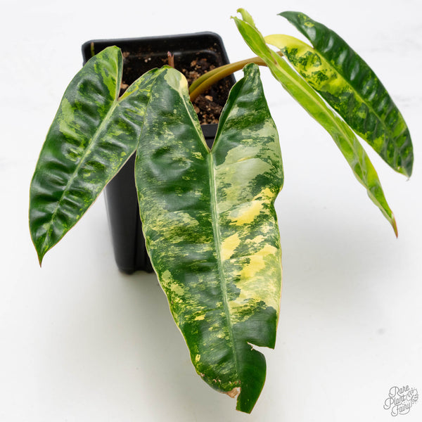 Philodendron 'Billietiae' Variegated (wk10-J)