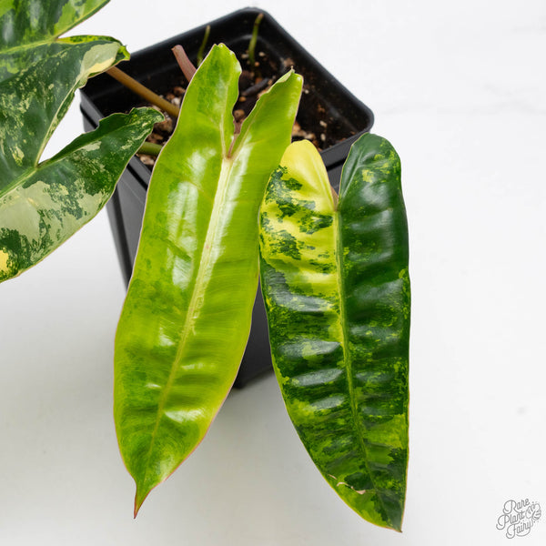 Philodendron 'Billietiae' Variegated (wk10-J)