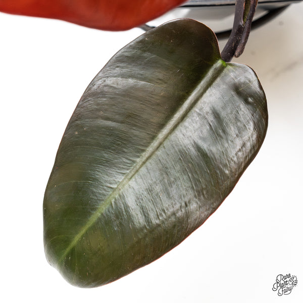 Philodendron 'Black Cardinal' No. 1 Variegated (wk47-UK)