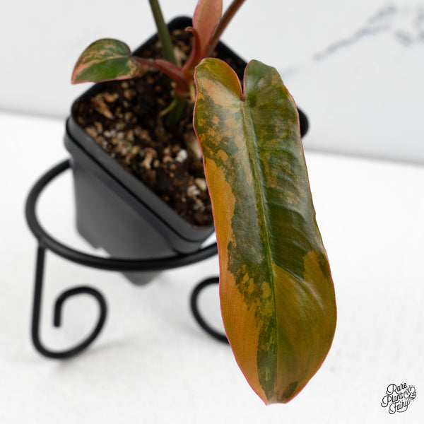 Philodendron 'Brown Beauty' ('Black Billietiae' x 'Florida Beauty') (wk48-F)