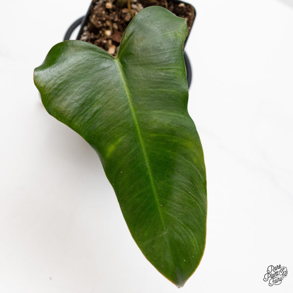 Philodendron 'Brown Beauty' ('Black Billietiae' x 'Florida Beauty') (wk49-H)