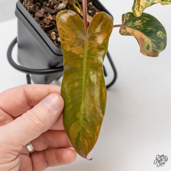 Philodendron 'Brown Beauty' ('Black Billietiae' x 'Florida Beauty') (wk51-M)