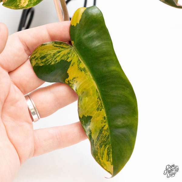 Philodendron 'Brown Beauty' ('Black Billietiae' x 'Florida Beauty') (wk51-M)