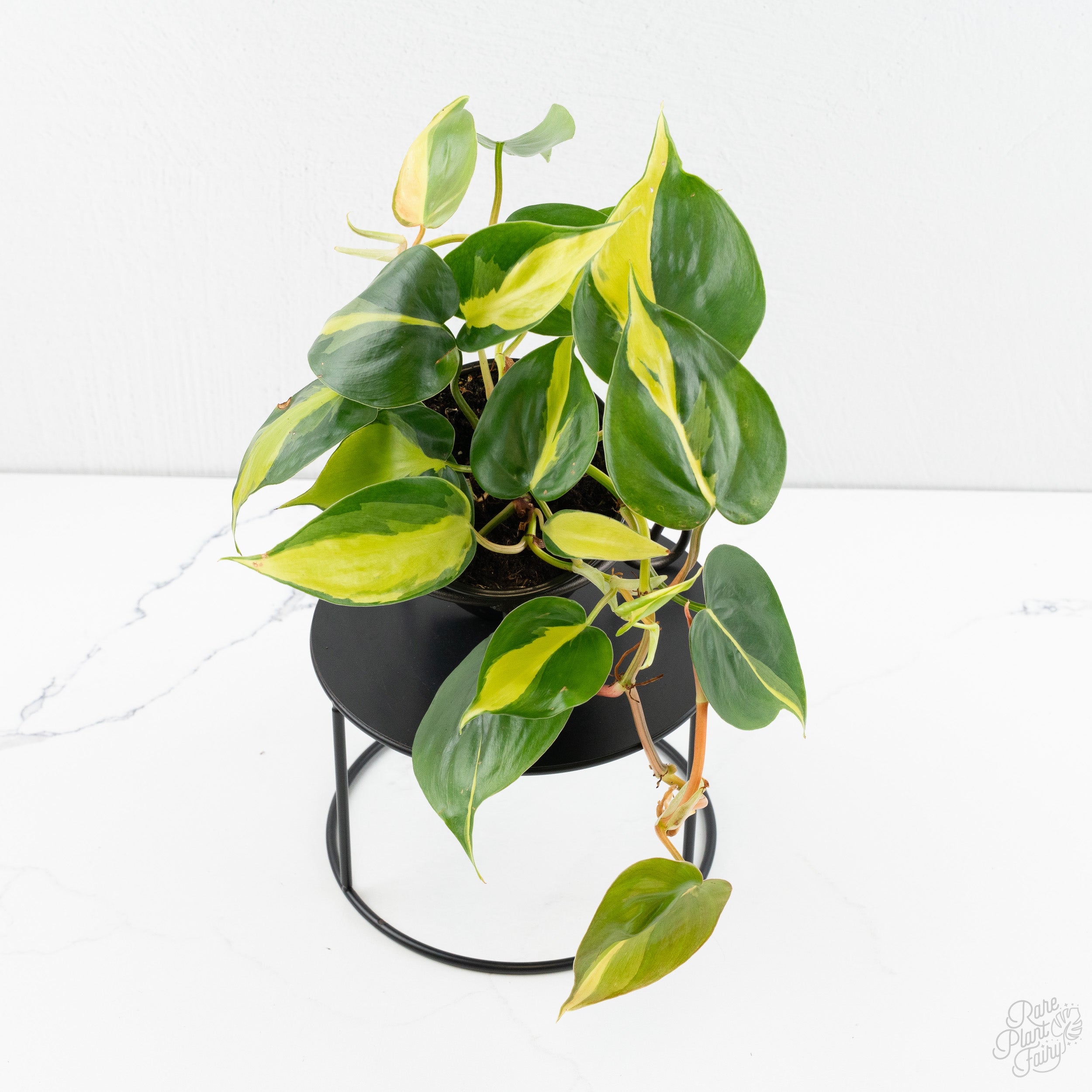 cream splash philodendron Philodendron 'Cream Splash' *Grower's Choice*